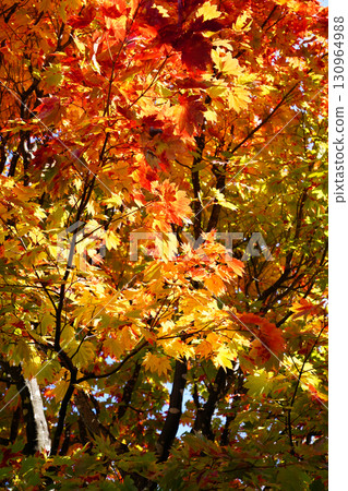 矮小的蜘蛛槭樹秋葉 130964988