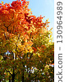 Autumn leaves of Dwarf spider maple 130964989