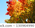 Autumn leaves of Dwarf spider maple 130964990