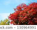 Autumn leaves of Dwarf spider maple 130964991