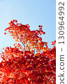 Autumn leaves of Dwarf spider maple 130964992