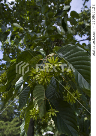 The Kanrenboku tree bears thorny fruits. The scientific name is Camptotheca acuminata. The Kanrenboku tree bears thorny fruits. The scientific name is Camptotheca acuminata. 130965128