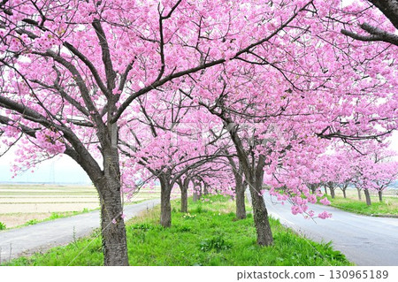 My Road: The Cherry Blossom Road (Niigata Prefecture) 130965189
