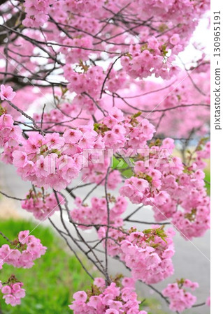 My Road: The Cherry Blossom Road (Niigata Prefecture) My Road: The Cherry Blossom Road (Niigata Prefecture) 130965191