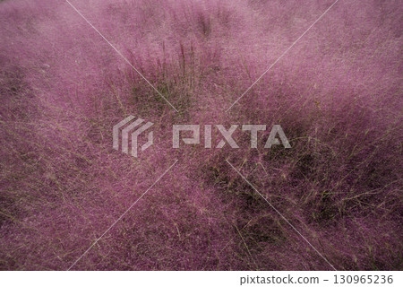 capillaris (Mühlenbergia) 的耳朵是粉紅色的。學名是 Muhlenbergia 130965236