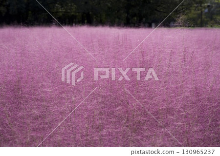 capillaris (Mühlenbergia) 的耳朵是粉紅色的。學名是 Muhlenbergia 130965237