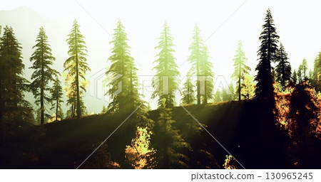 Tall evergreen trees are illuminated by warm sunlight in a peaceful forest. Autumn foliage adds vibrant color to the landscape, creating a tranquil atmosphere. Tall evergreen trees are illuminated by warm sunlight in a peaceful forest. Autumn foliage adds vibrant color to the landscape, creating a tranquil atmosphere. 130965245