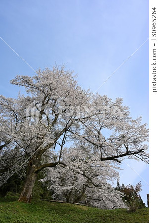 Cherry blossoms at Gejogawa Dam (Niigata Prefecture) 130965264