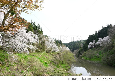 下城川水壩的櫻花（新潟縣） 130965267