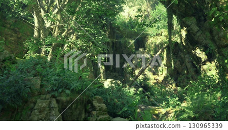 A vibrant forest setting filled with dense trees, lush foliage, and rugged rock formations. Sunlight filters through the leaves, illuminating the rich greenery and tranquil atmosphere. 130965339