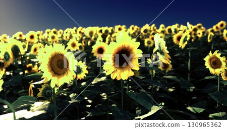 Golden sunflowers stretch towards the bright sky, filling the field with vibrant color. The scene captures natures beauty as sunlight enhances the flowers cheerful faces. 130965362