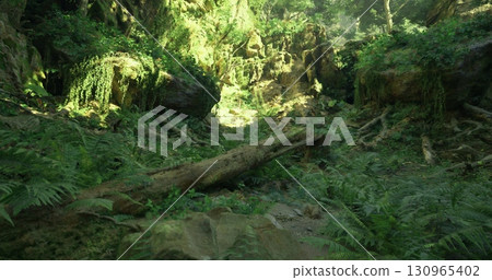 Sunlight breaks through the canopy, illuminating a tranquil forest filled with vibrant green ferns and moss covered logs, creating a serene natural landscape. 130965402