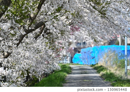 Cherry blossom trees along the Funatsu River (Fukushima Prefecture) 130965448