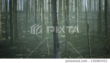 A forest landscape displays the aftermath of a wildfire, with charred trees standing amidst hazy air. The sunlight filters through the remaining trees, creating a somber atmosphere. A forest landscape displays the aftermath of a wildfire, with charred trees standing amidst hazy air. The sunlight filters through the remaining trees, creating a somber atmosphere. 130965452
