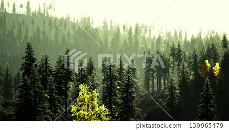 Soft light filters through tall evergreen trees in a serene forest setting during the golden hour. The landscape features vibrant green foliage and hints of autumn colors. Soft light filters through tall evergreen trees in a serene forest setting during the golden hour. The landscape features vibrant green foliage and hints of autumn colors. 130965479