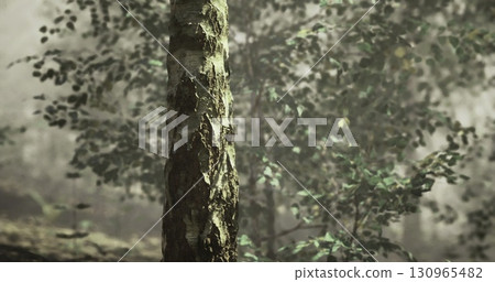 A close up view reveals the textured bark of a tree, with soft sunlight filtering through the dense foliage. Surrounding greenery enhances the peaceful atmosphere of the serene forest. A close up view reveals the textured bark of a tree, with soft sunlight filtering through the dense foliage. Surrounding greenery enhances the peaceful atmosphere of the serene forest. 130965482