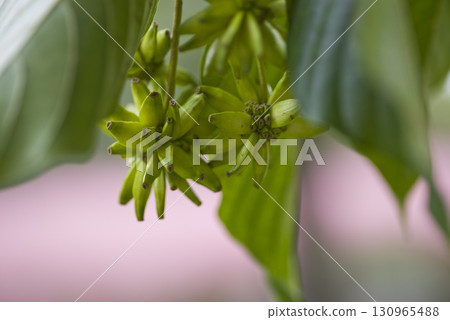 The Kanrenboku tree bears thorny fruits. The scientific name is Camptotheca acuminata. The Kanrenboku tree bears thorny fruits. The scientific name is Camptotheca acuminata. 130965488