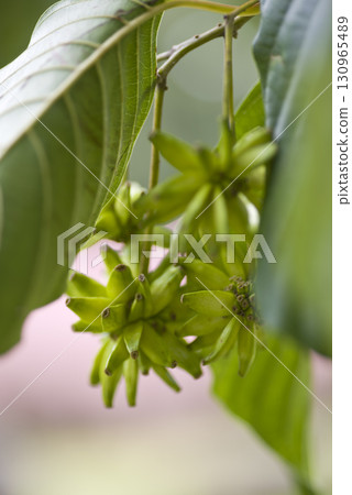 The Kanrenboku tree bears thorny fruits. The scientific name is Camptotheca acuminata. The Kanrenboku tree bears thorny fruits. The scientific name is Camptotheca acuminata. 130965489