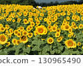 [Yamanashi Prefecture] Hokuto City Akeno Sunflower Festival 130965490
