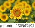 [Yamanashi Prefecture] Hokuto City Akeno Sunflower Festival 130965491