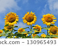 [Yamanashi Prefecture] Hokuto City Akeno Sunflower Festival 130965493