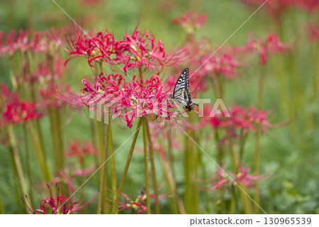 孤挺花簇的紅色花朵盛開。學名是Lycoris radiata。 130965539
