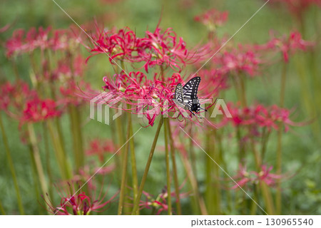 孤挺花簇的紅色花朵盛開。學名是Lycoris radiata。 130965540