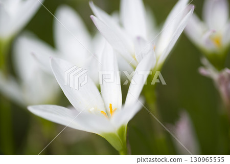 秋天的西風百合的白花在公園裡盛開。學名是念珠菌 Zephyranthes candida。 秋天的西風百合的白花在公園裡盛開。學名是念珠菌 Zephyranthes candida。 130965555