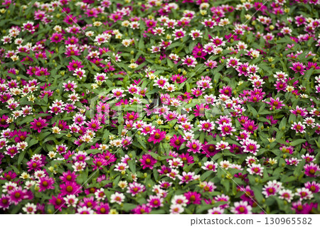 公園裡的百日菊盛開。 130965582
