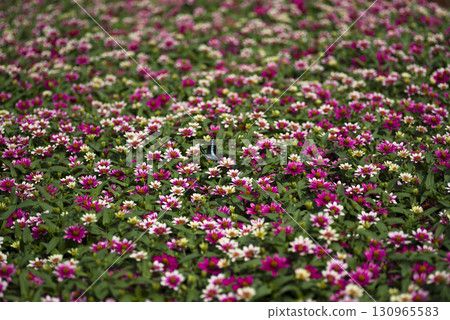 公園裡的百日菊盛開。 130965583