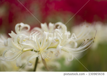 Shirobanamanjushage的白色花朵正在盛開。學名是 Lycoris albiflora。白簇孤挺花 130965638