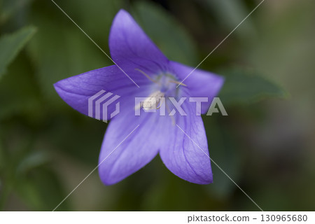 Purple bellflower flowers are in bloom. The scientific name is Platycodon grandiflorus. 130965680