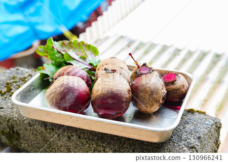 Harvested beets Harvested beets 130966241