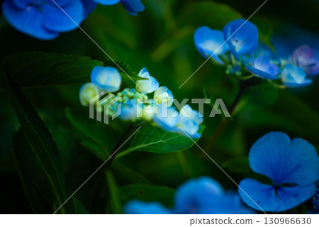 Hydrangeas at Hinuma Natural Park, Ibaraki Town, Ibaraki Prefecture 130966630