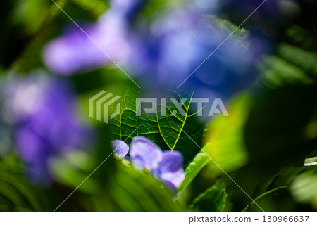 Hydrangeas at Hinuma Natural Park, Ibaraki Town, Ibaraki Prefecture 130966637