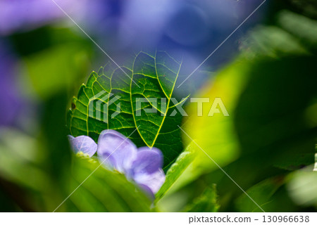 茨城縣茨城町日沼自然公園的繡球花 茨城縣茨城町日沼自然公園的繡球花 130966638