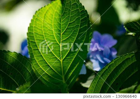Hydrangeas at Hinuma Natural Park, Ibaraki Town, Ibaraki Prefecture 130966640