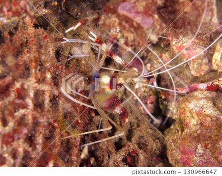 Otidome shrimp Otidome shrimp 130966647