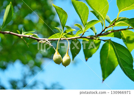 黃綠色雪鈴果(秋季,九月) 黃綠色雪鈴果(秋季,九月) 130966971
