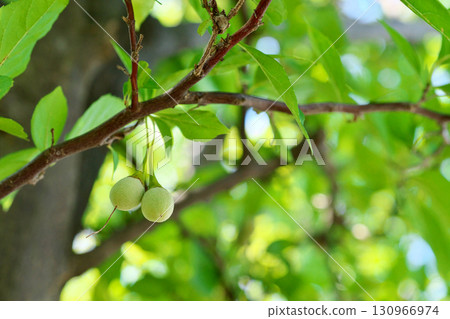 Yellow-green snowbell fruit (autumn, September) Yellow-green snowbell fruit (autumn, September) 130966974