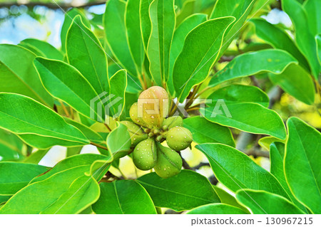 Yellow-green berries of the Japanese holly (autumn, September) 130967215