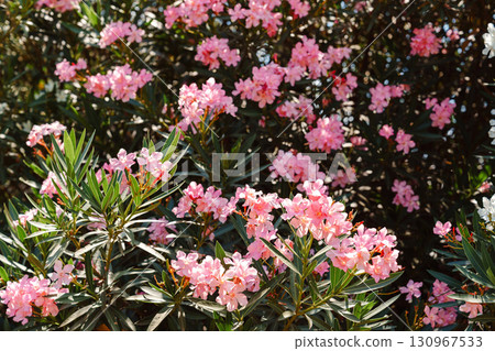 Vivid pink flowers bloom abundantly in a garden during a warm spring afternoon 130967533