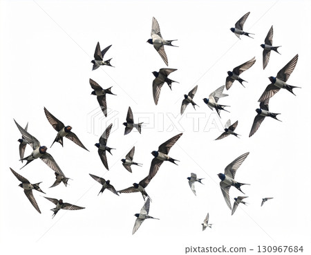 a flock of swallows flying 130967684