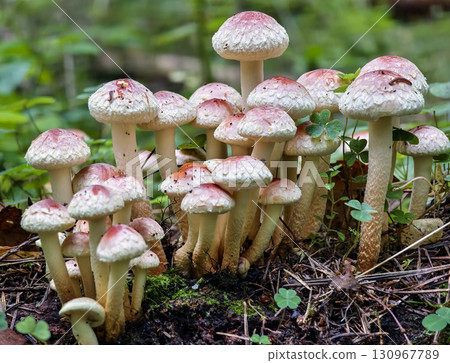 Group of colorful mushrooms growing in a lush forest during early morning light 130967789