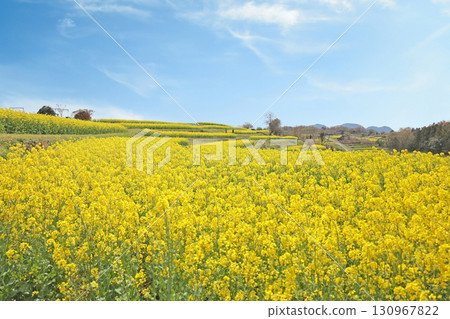 Rape blossoms at Nagasakibana Sunflower Field Observatory 130967822