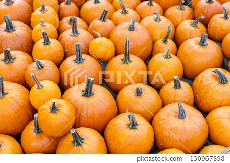 Pile of many ripe orange bright pumpkins on stone floor against straw hay at pumpkin farm yard. Halloween thanksgiving celebration symbol plant. Country rustic squash autumn background 130967898