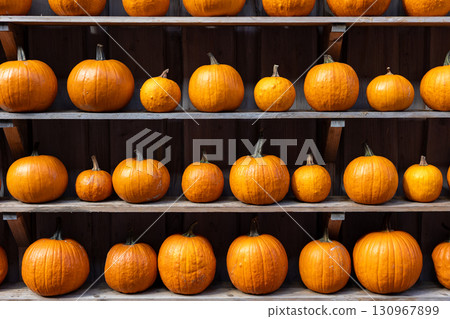 Row of many ripe orange white pumpkins decor wooden shelf barn wall farm yard barn fall harvest fest market. Halloween thanksgiving celebration symbol plant. Country rustic squash autumn background 130967899