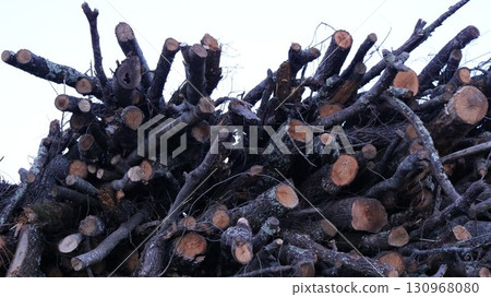 Thin, sawn trunks of dry trees piled up in a heap, close-up, long branches of old rotten trees and bushes as logging waste, wooden forest debris in a heap close-up Thin, sawn trunks of dry trees piled up in a heap, close-up, long branches of old rotten trees and bushes as logging waste, wooden forest debris in a heap close-up 130968080