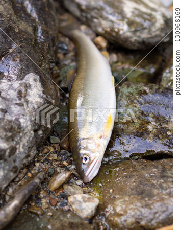 Beautiful sweetfish in a clear stream 130968169