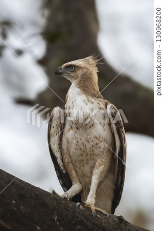 changeable or crested hawk eagle or nisaetus cirrhatus closeup or portrait front profile feather details perched on tree in safari at panna national park forest tiger reserve madhya pradesh india 130968200